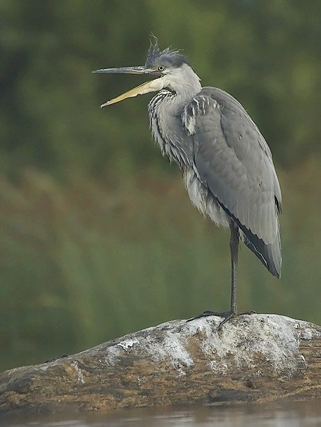 Harmaahaikara, Grey Heron, Ardea cinerea